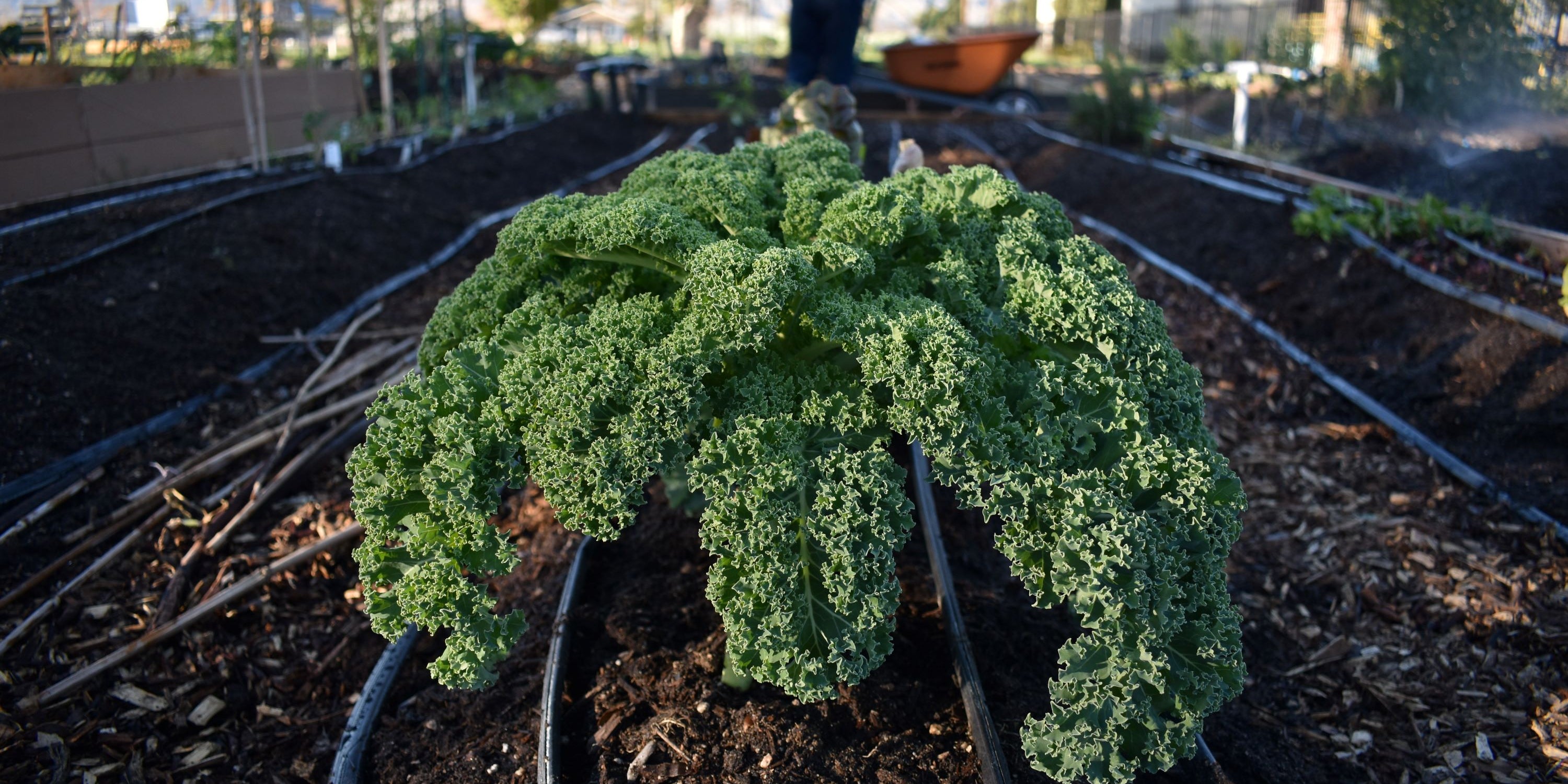 A photograph of a garden plot