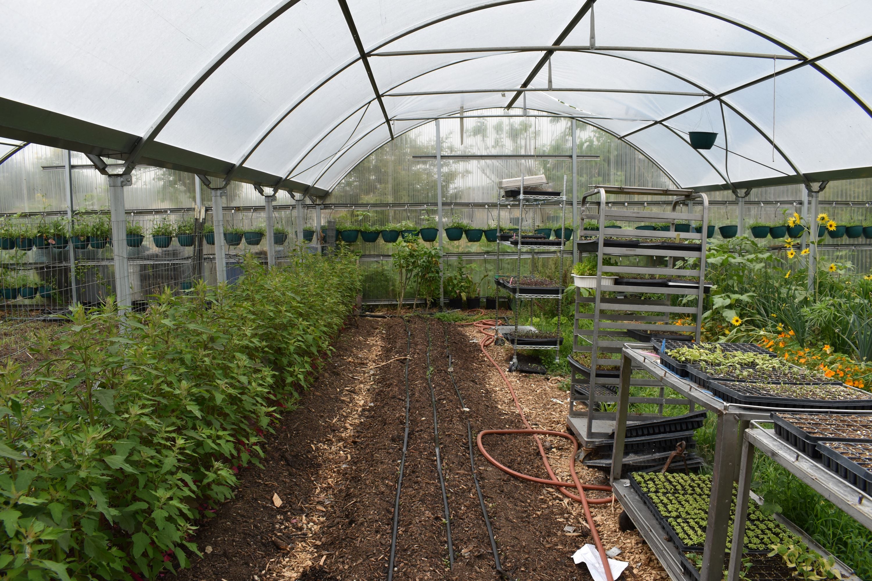 A photograph taken inside a greenhouse
