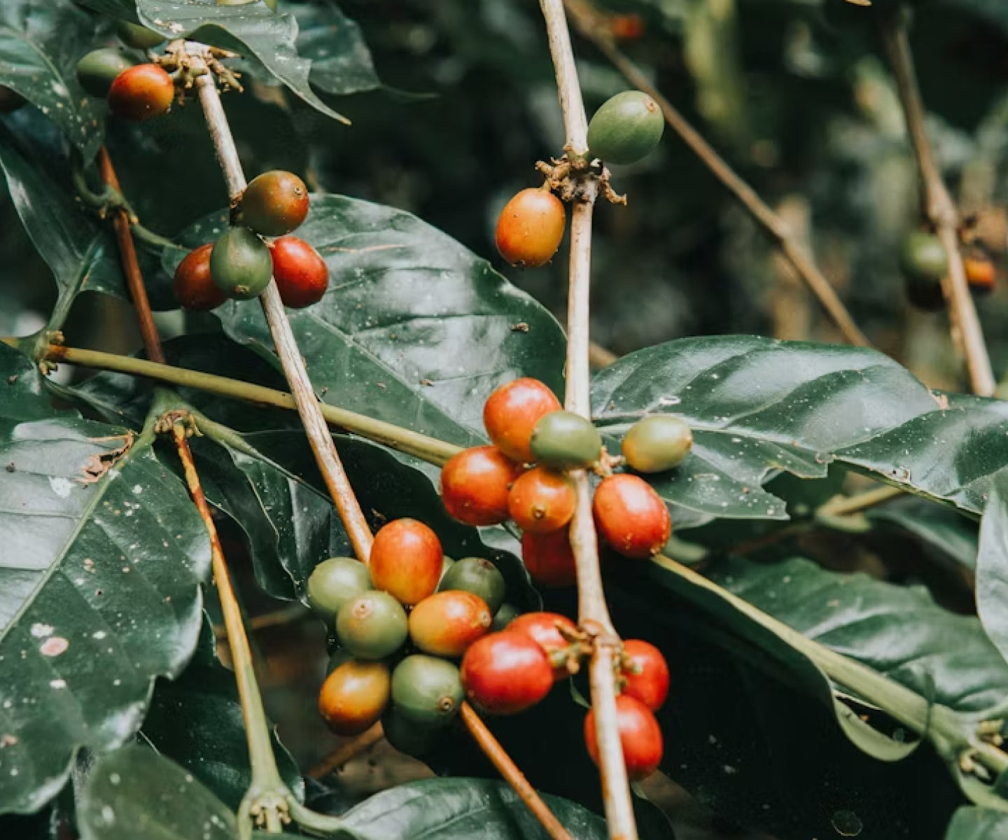 A close-up image of coffee berries and leaves